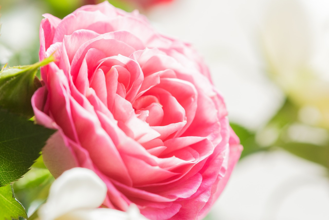 尼崎 エステ サロン からの お得情報 その①